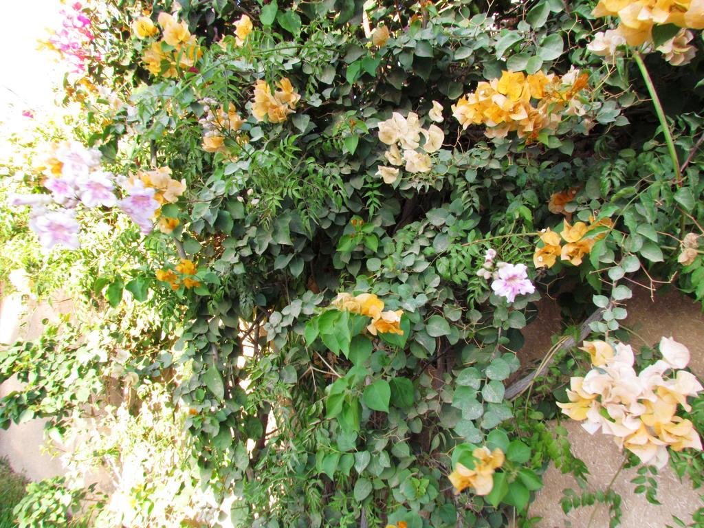 Le Jardin Des Epices Ξενοδοχείο Ταρουντάντ Εξωτερικό φωτογραφία